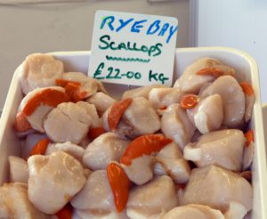 Rye Bay Scallops 22.00 kilo Clive Sawyer photo