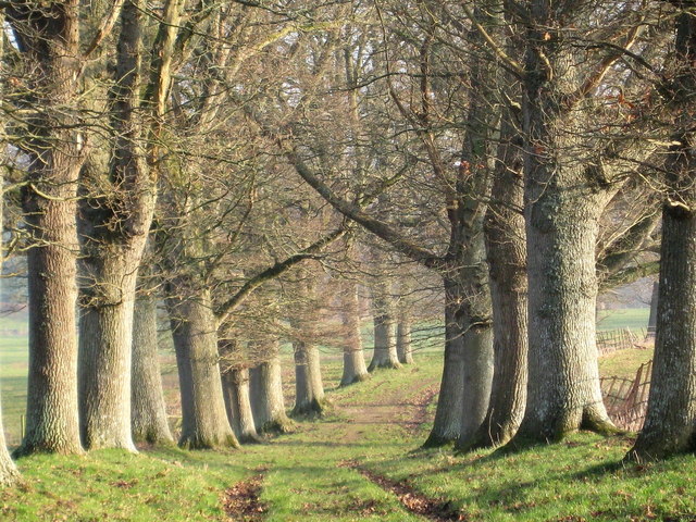 East Coker - Avenue of Oaks