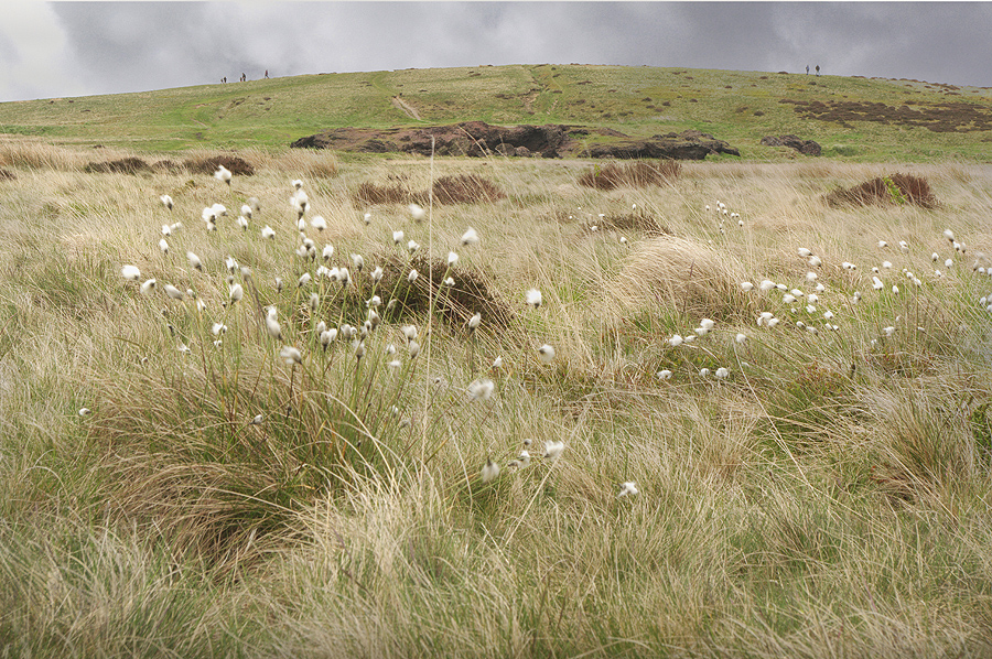 Balidon Moor Wild Grasses - Geoff Tynan 