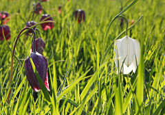 fritillaries flowering in Cricklade