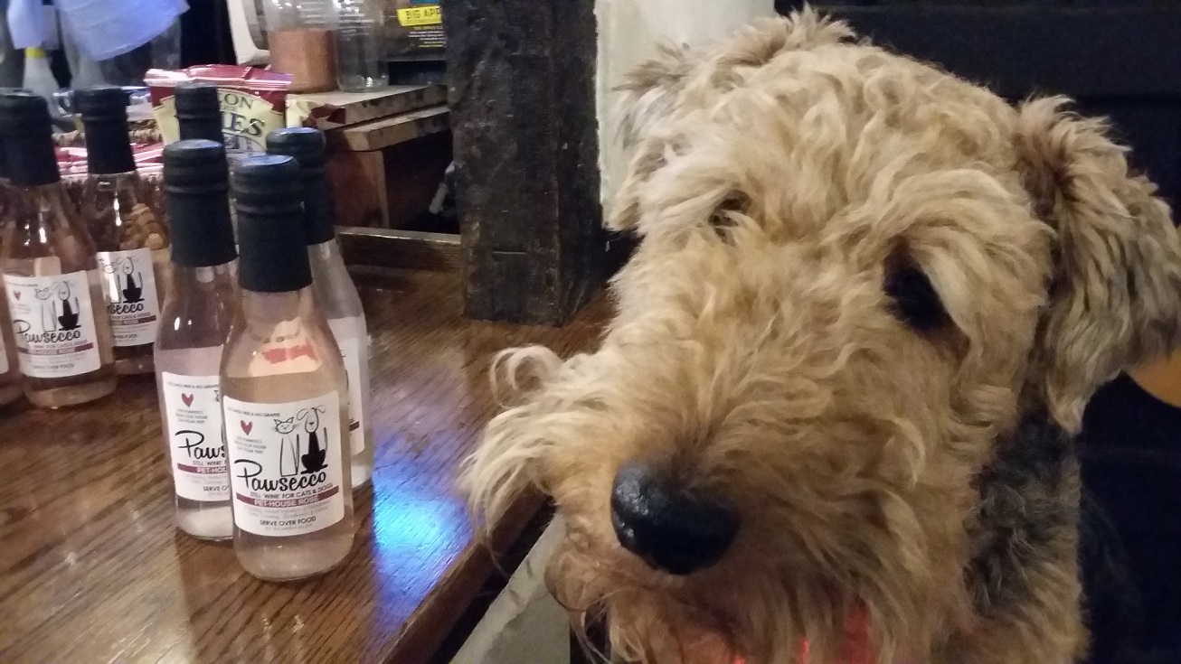 Pub dog Pawsecco dog at the bar or the pub © Shakespeare’s England