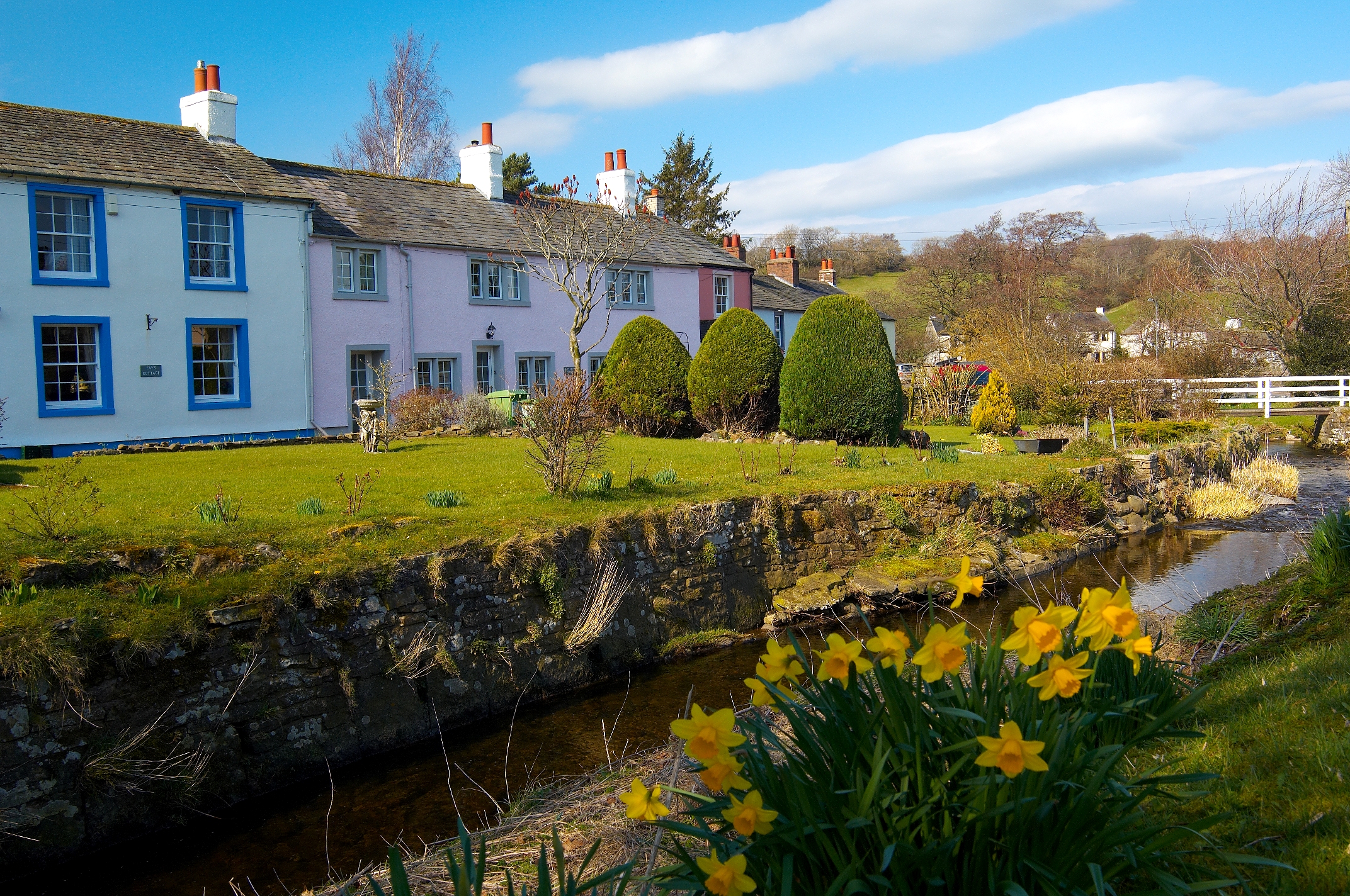 Caldbeck showing spring daffodils by the beck-©Brian-Sherwen-www.golakes.co_.uk_..
