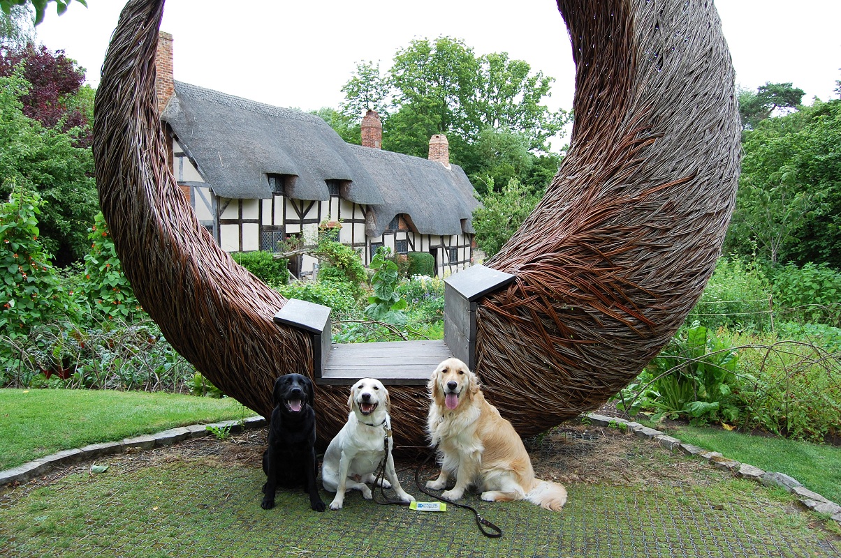 Shakes-paws at Anne Hathaways Cottage - three lovely retrievers sitting outside © Shakespeare’s England